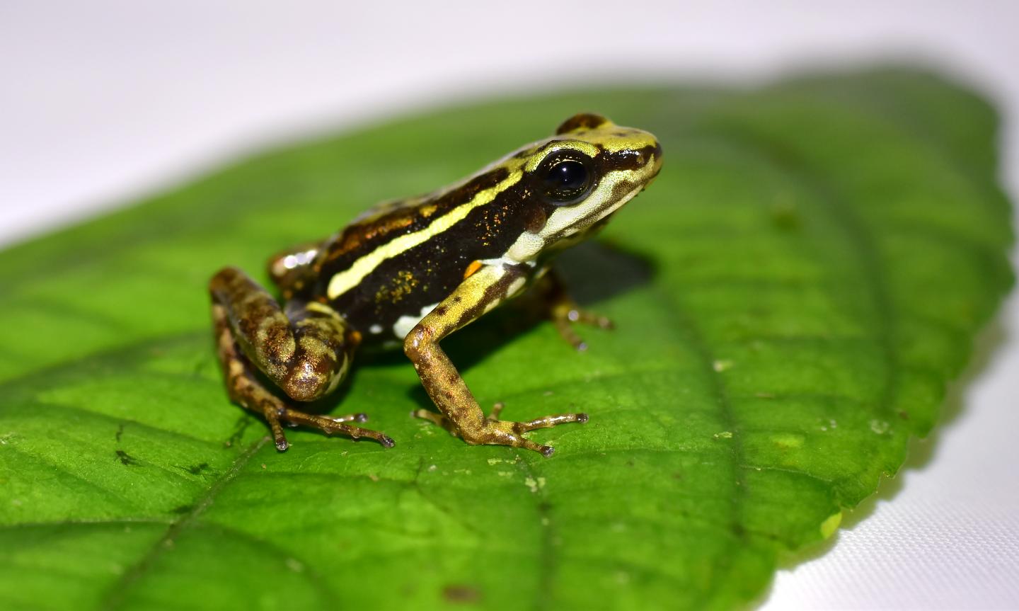 Phantasmal Poison Frog (<i>Epipedobates tricolor</i>)