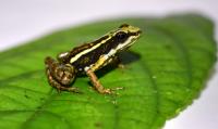 Phantasmal Poison Frog (<i>Epipedobates tricolor</i>)