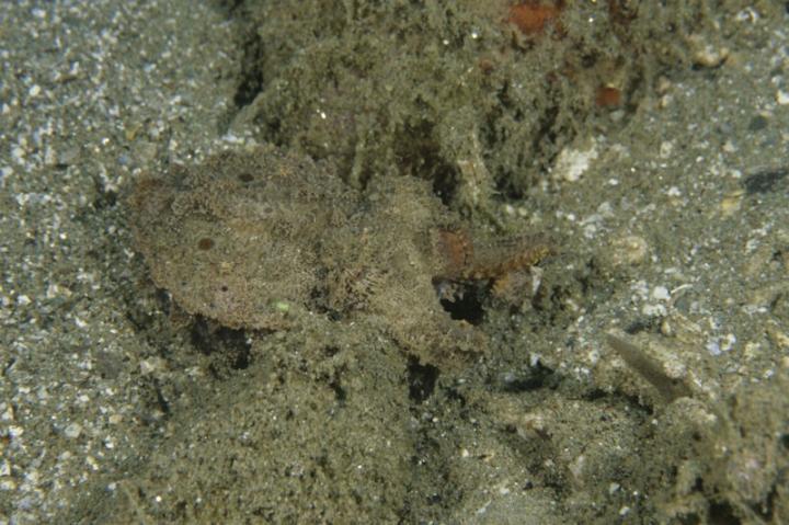 Flamboyant cuttlefish in camouflage mode