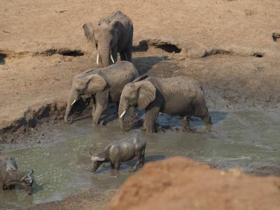 Bush Elephant and Buffalo in Kruger National Park, South Africa