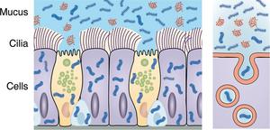 UVA engineers develop drug carrier-like