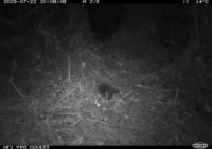 Attenborough's long-beaked echidna 1