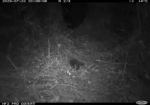 Attenborough's long-beaked echidna 1