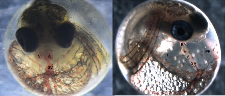 Killifish Embryo cComparison