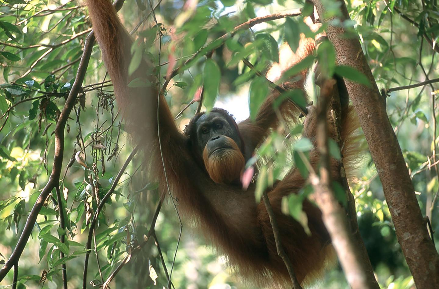 Sumatran Orangutan Population Is Up But Thre EurekAlert   Public