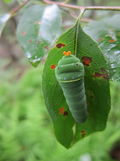Tiger Swallowtail Caterpillar