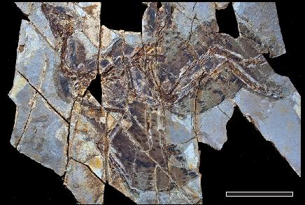 A Pristine Specimen of the Feathered Dinosaur <i>Anchiornis Huxleyi</i> Showing Its Color Patterns