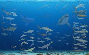 Lamniformes and Carcharhiniformes across the last 83 million years.