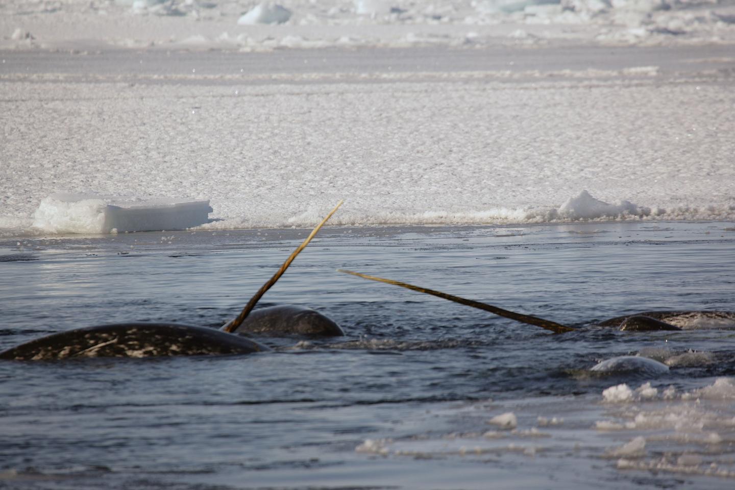 Freeze and Flee: The Costly 'Escape' Response of Narwhal