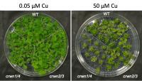 Crowded Nuclei Proteins also Influence Plants' Response to Environmental Stress