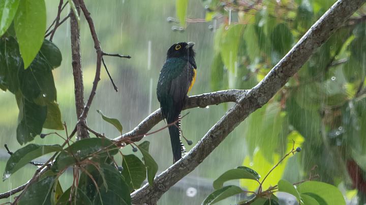 Male Violaceous Trogon in a rainstorm in Costa Rica