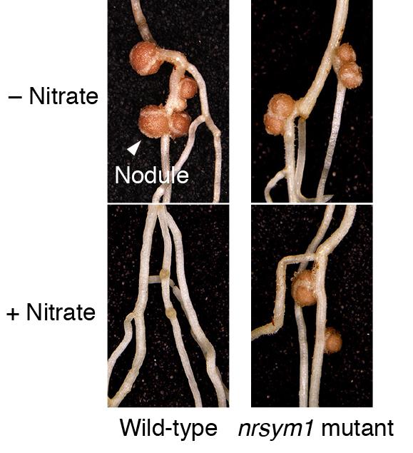 Study Sheds Light on How Plants Get Their Nitrogen Fix