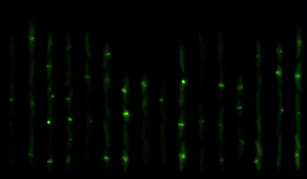 Cells Express Fluorescent Proteins