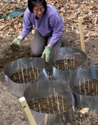 Jean Tsao, Michigan State University, Preparing a Tick Garden Used for Close-Up Observations