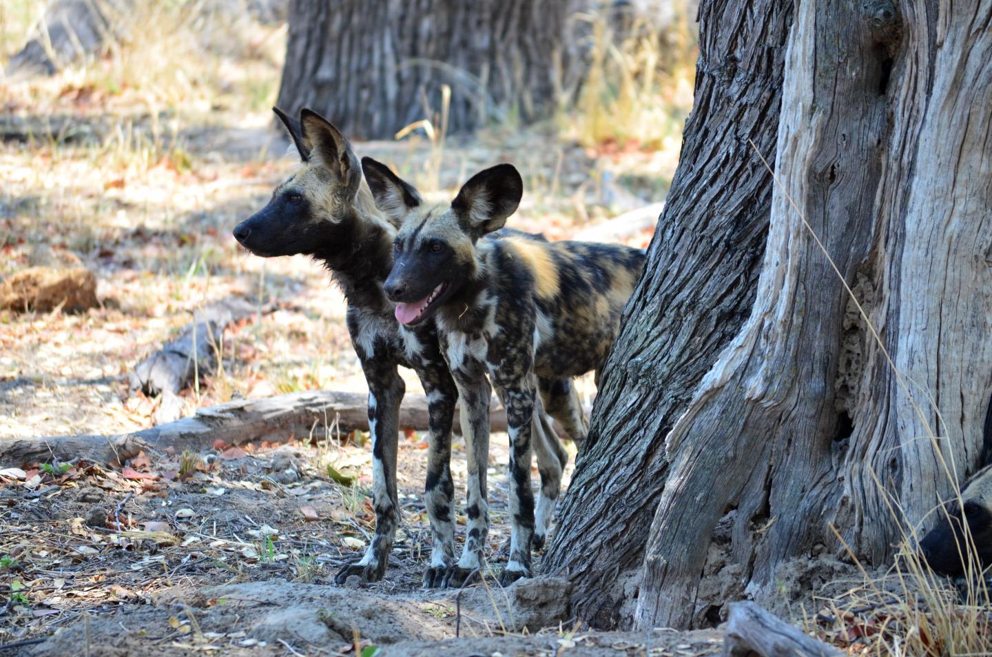 Wild Dogs