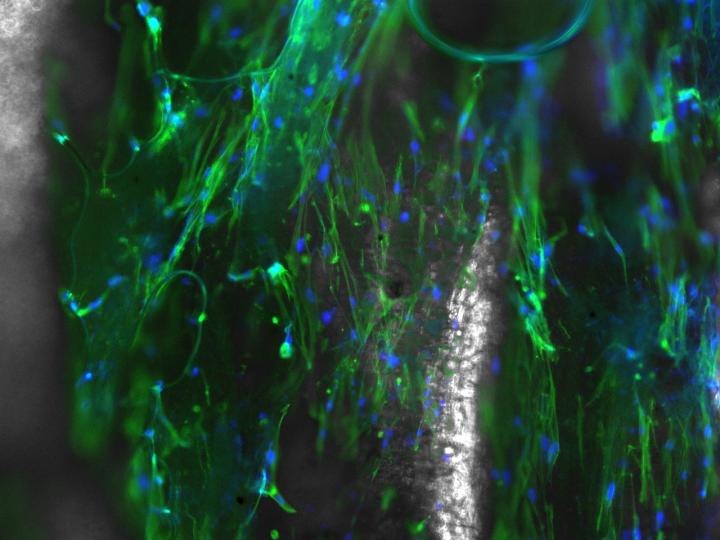 Fluorescing Electrospun Nanofibers