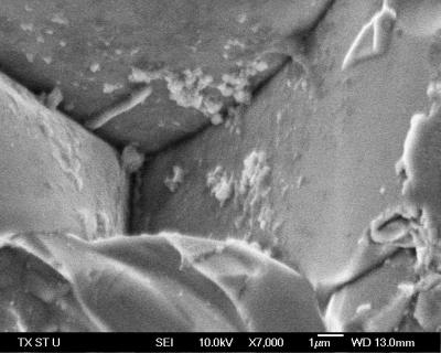 SEM Micrograph of CCTO