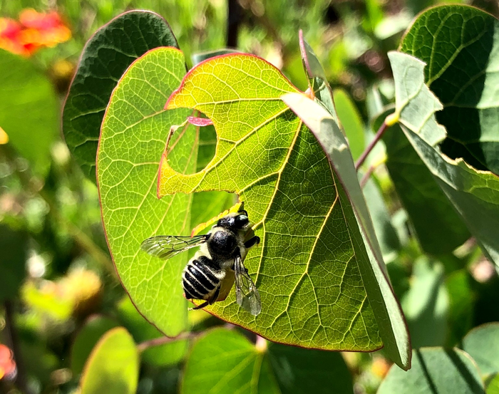 Megachile on redbud