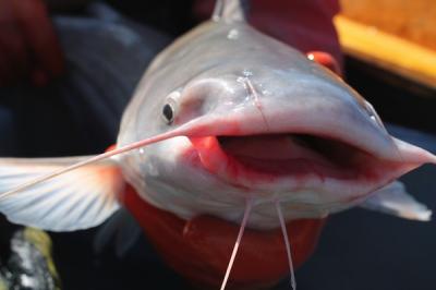 Blue Catfish