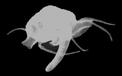 <i>Waldo arthuri</i> (1 of 3)