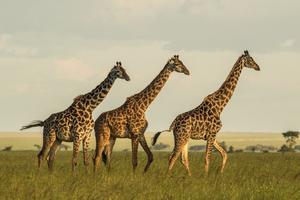 Giraffes