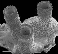 <em>Nanipora kamurai</em> Skeleton