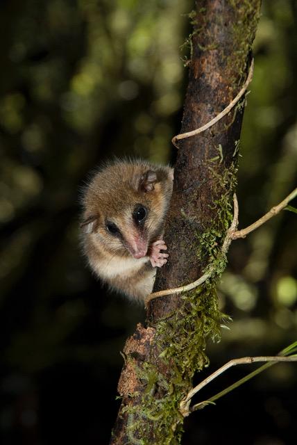 A Monito del Monte Peers Down from a Tree