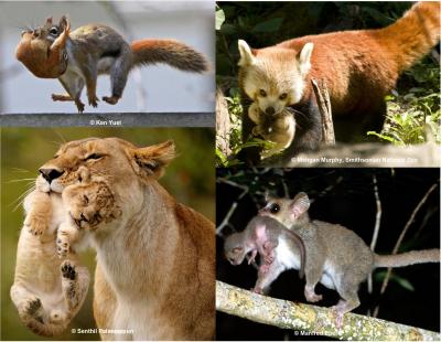 Maternal Carrying and Infant Response in Various Mammalian Species