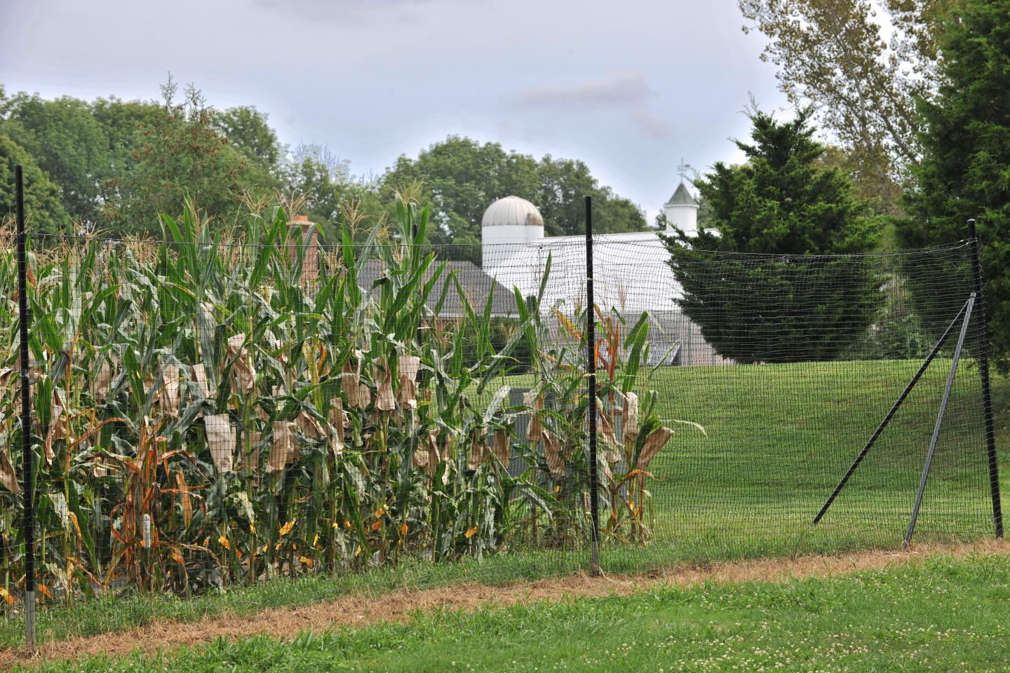 Corn Growing at the Experimental Station at Cold Spring Harbor