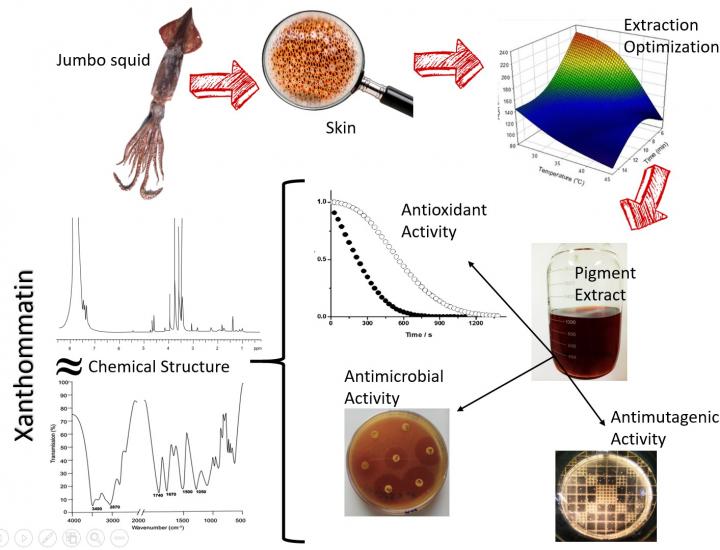 Squid Pigments Have Antimicrobial Properties