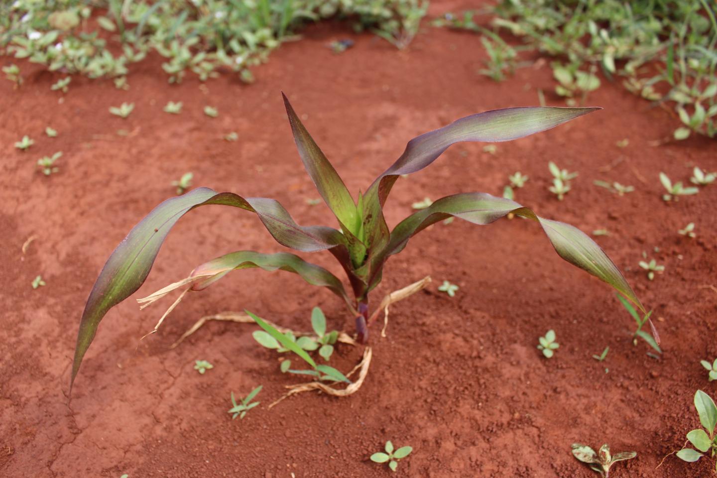 Purple Leaf Corn Needs Phosphorus