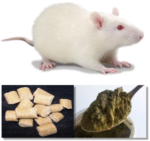 Rat scans reveal serving up too much soft food to animals rescued into captivy