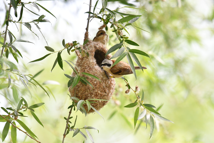 Chinese penduline tit