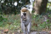 Vervet Monkeys Can Plan Their Foraging Routes Just Like Humans -- But Most Prefer Not To 2