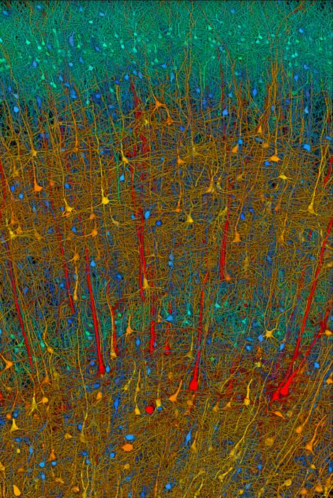 neurons