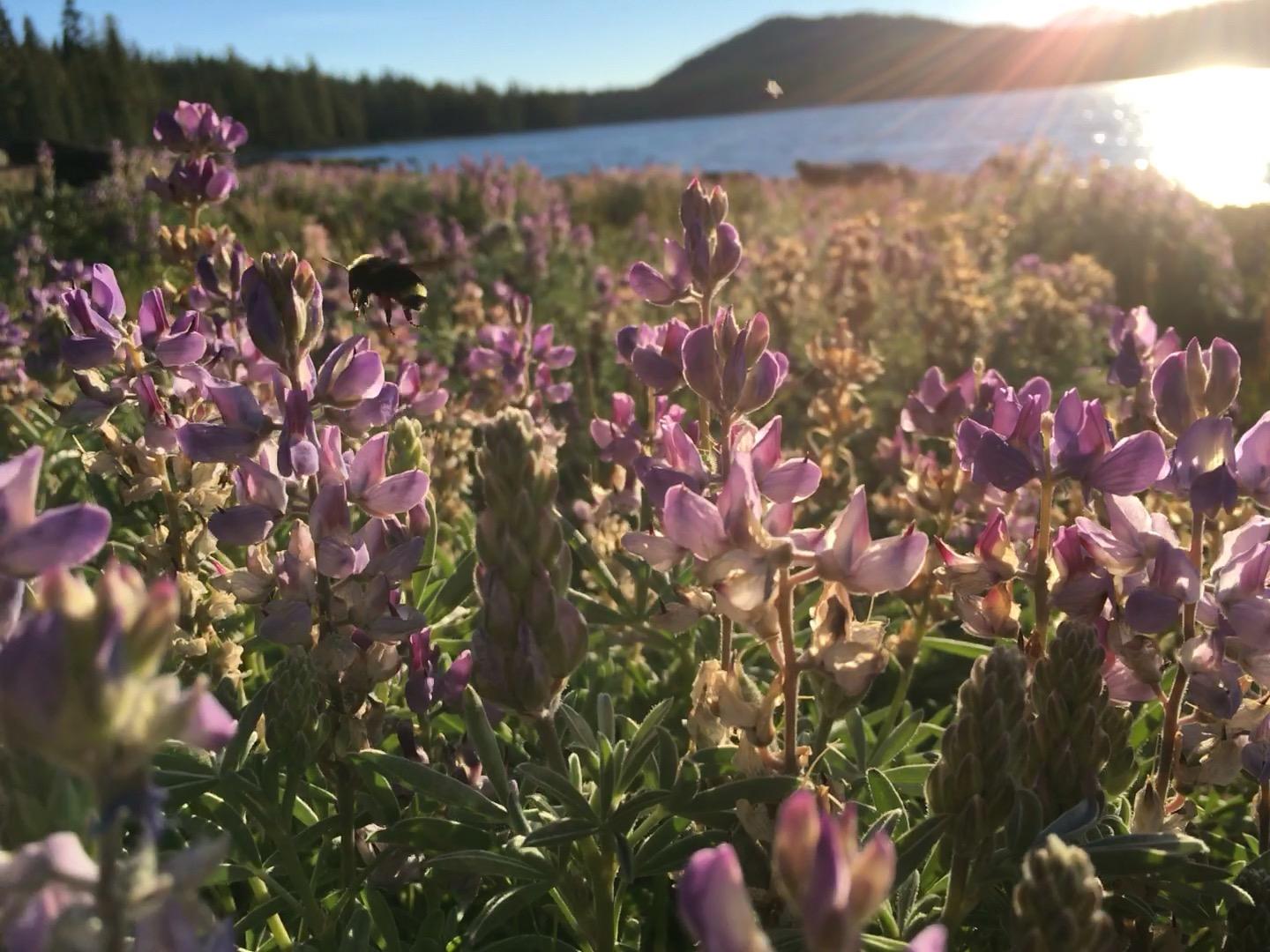 Vosnesensky Bumble Bee (<em>Bombus vosnesenskii</em>) in Lupines