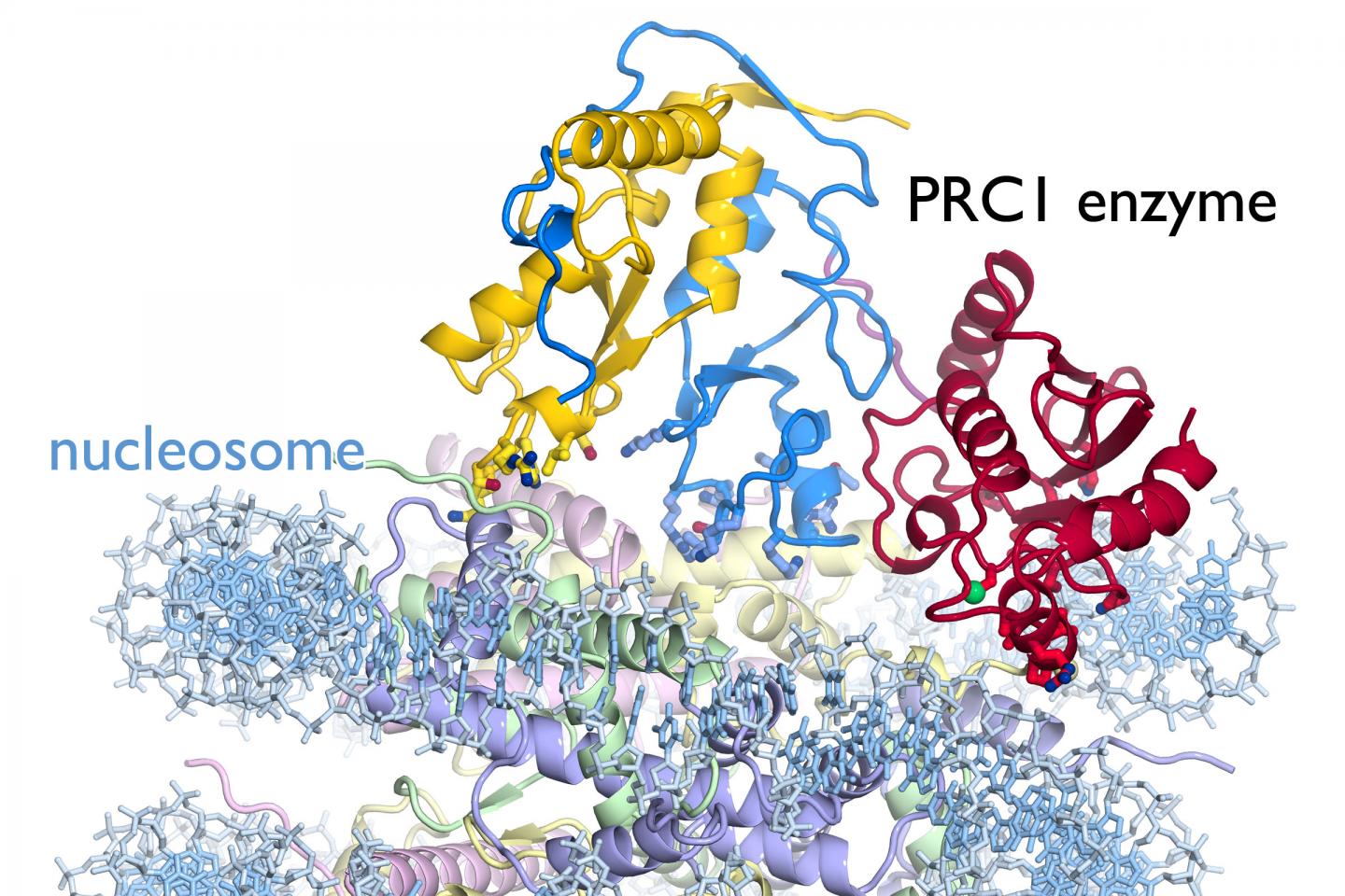 Cancer-Related Cell Enzyme