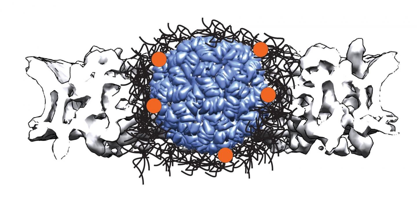 Molecule Model