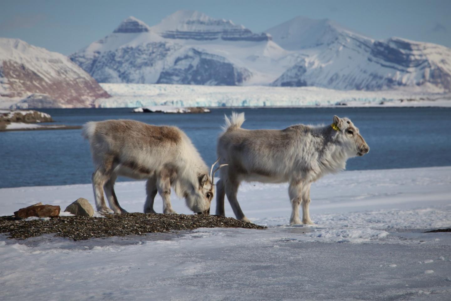 Reindeer Grazing