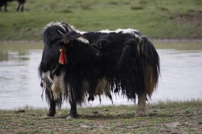 Tibetan yak