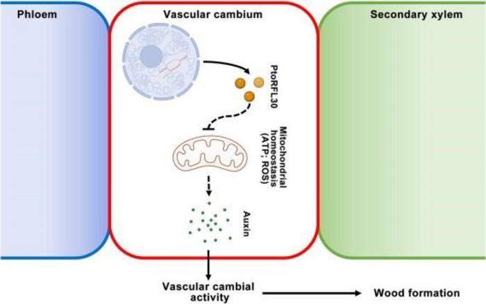 Model for mitochondrial homeostasis mediated by PtoRFL30 during wood formation in poplar.