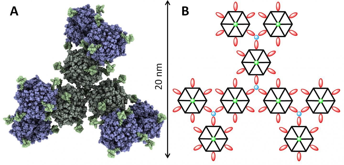 Iron Hooks Gives Better Diabetes Medication