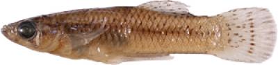 Male <i>Gambusia quadruncus</i> Fish
