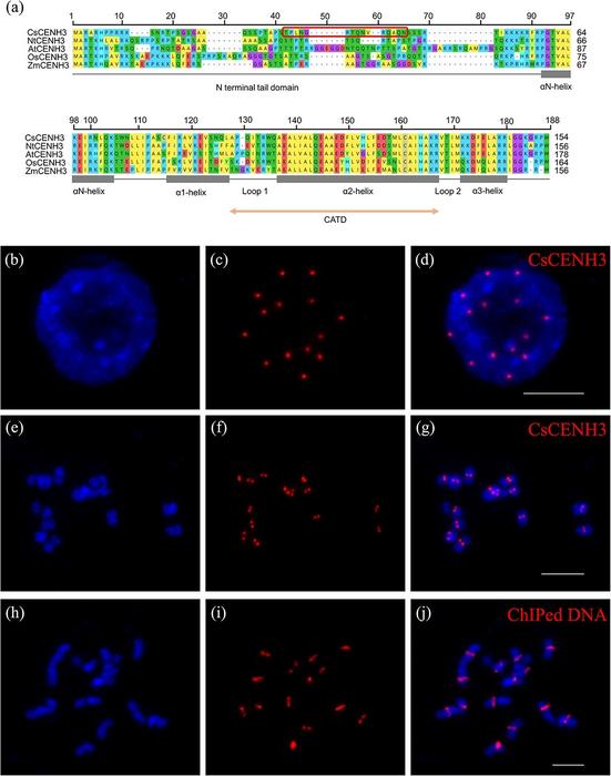 Alignment of CENH3 homologs and localization of CsCENH3 protein and ChIPed DNA on cucumber chromosomes.