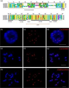 Alignment of CENH3 homologs and localization of CsCENH3 protein and ChIPed DNA on cucumber chromosomes.