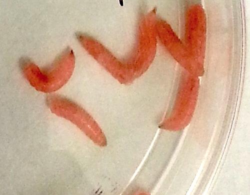 Genetically Modified Maggot Produces and Secretes Human Growth Factor