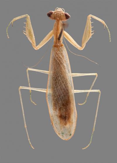 <em>Ilomantis ginsburgae</em>