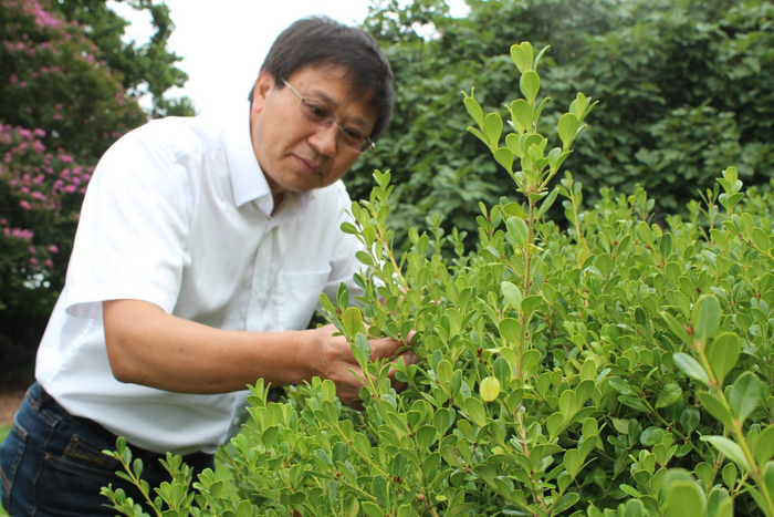 Chuan Hong examines a boxwood plant.