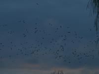 Flocking Birds 