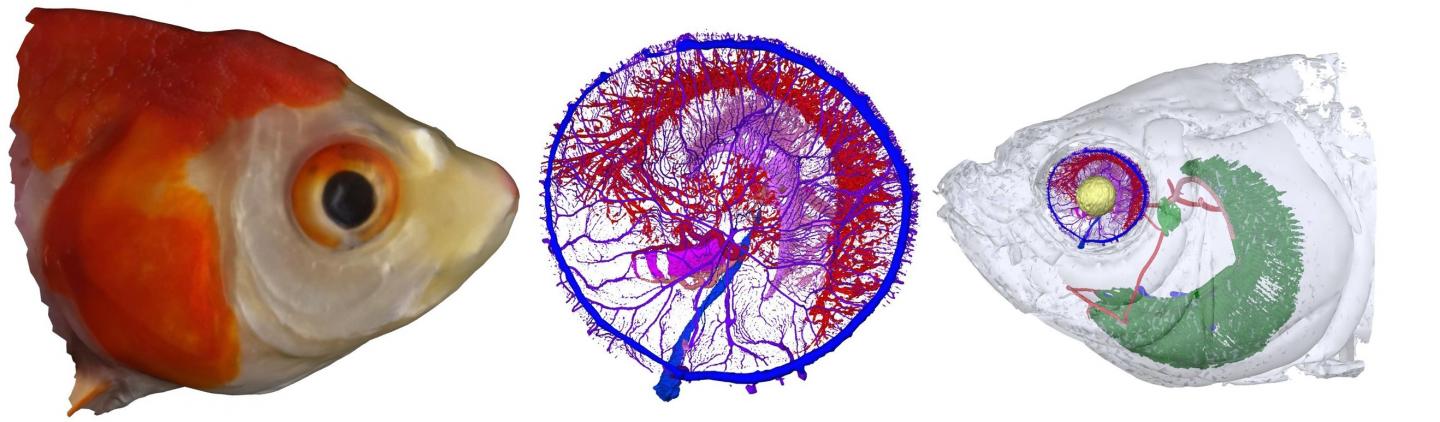 Vascular Networks in the Retina of a Goldfish